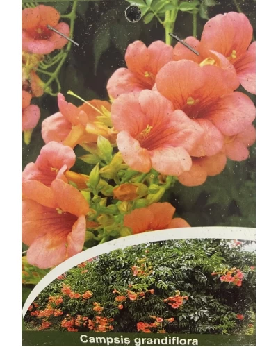 Campsis grandiflora ‘Tropical Summer’ 3Ltr Pot